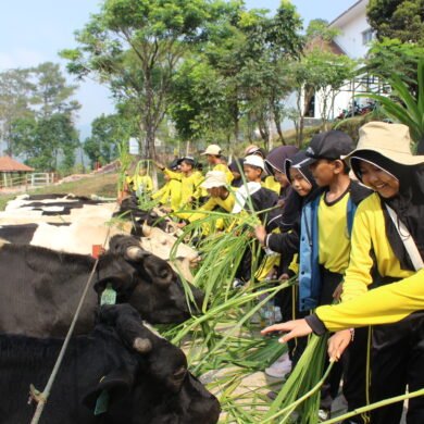 Belajar Langsung dari Peternakan: Serunya Outing Class Kelas 3 dan 4 di Mini Ranch Sapebre Baturaden